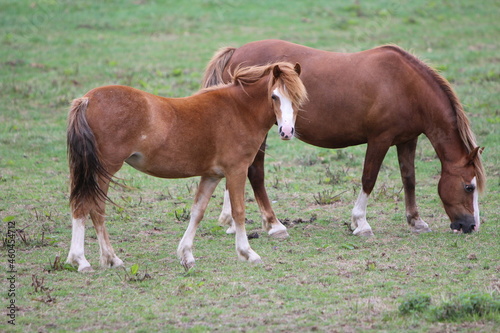 Horses Eating and playing in the field