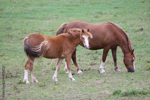 Horses eating and playing in the field