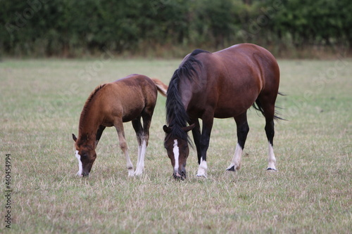 Horses Eating and playing in the field