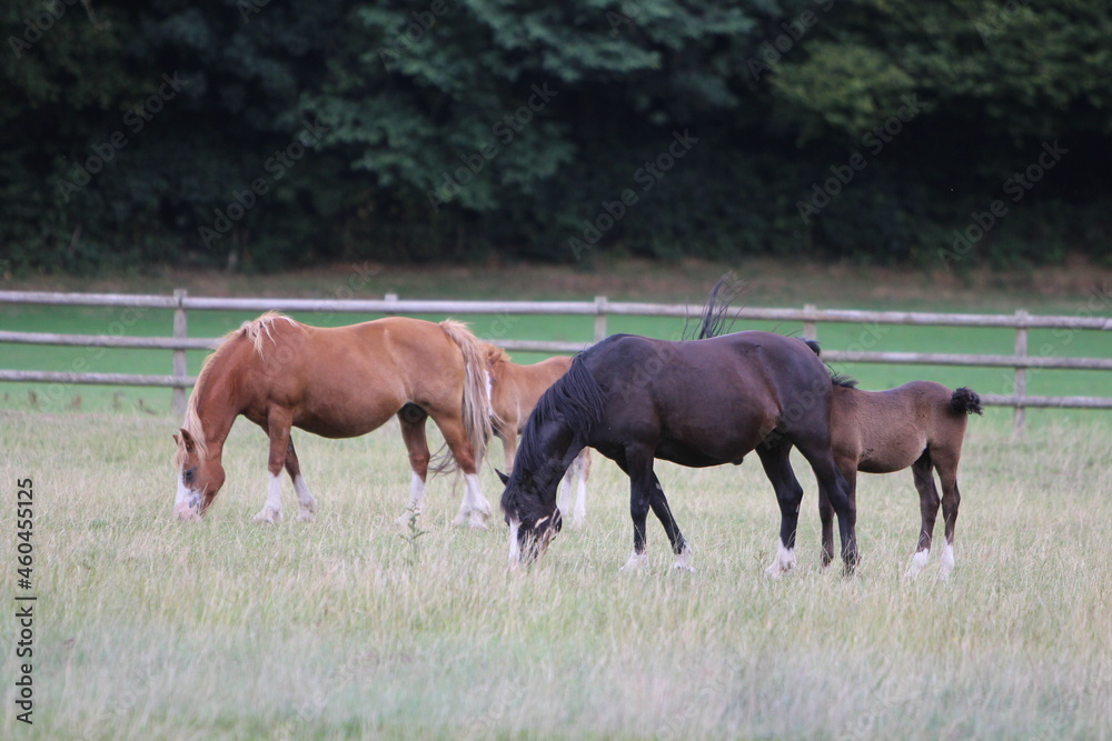 Horses Eating and playing in the field Horses Eating and playing in the field