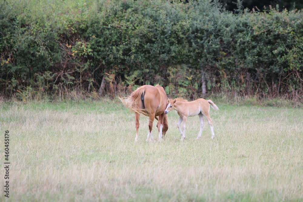 Horses Eating and playing in the field Horses Eating and playing in the field