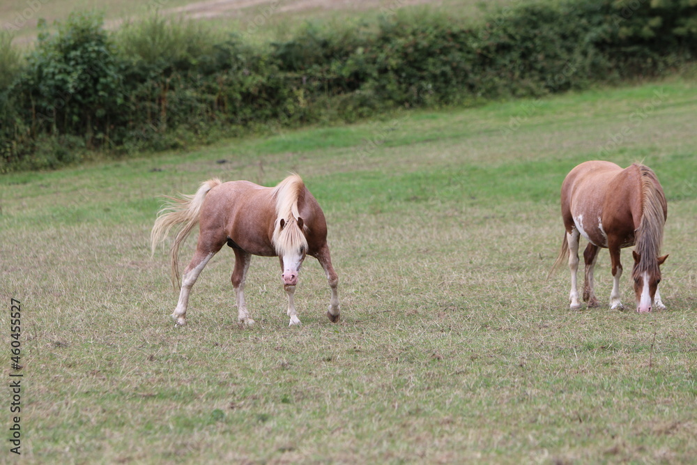 Horses Eating and playing in the field Horses Eating and playing in the field