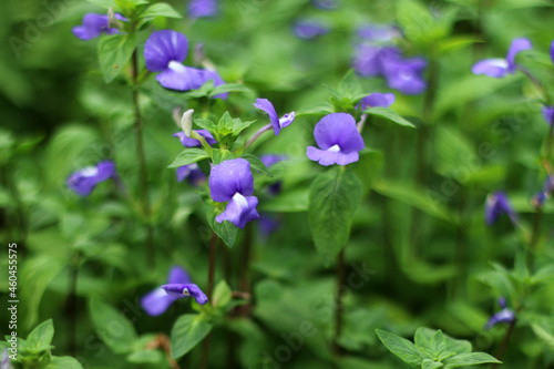 Abstract blurry tiny purple flowers garden background