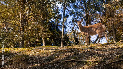 Sika deer live freely in a Japanese Nara Park. Cervus nippon during spring