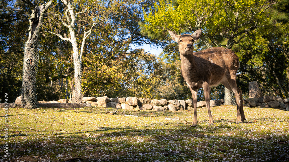 Sika deer live freely in a Japanese Nara Park. Cervus nippon during spring Sika deer live freely in a Japanese Nara Park. Cervus nippon during spring