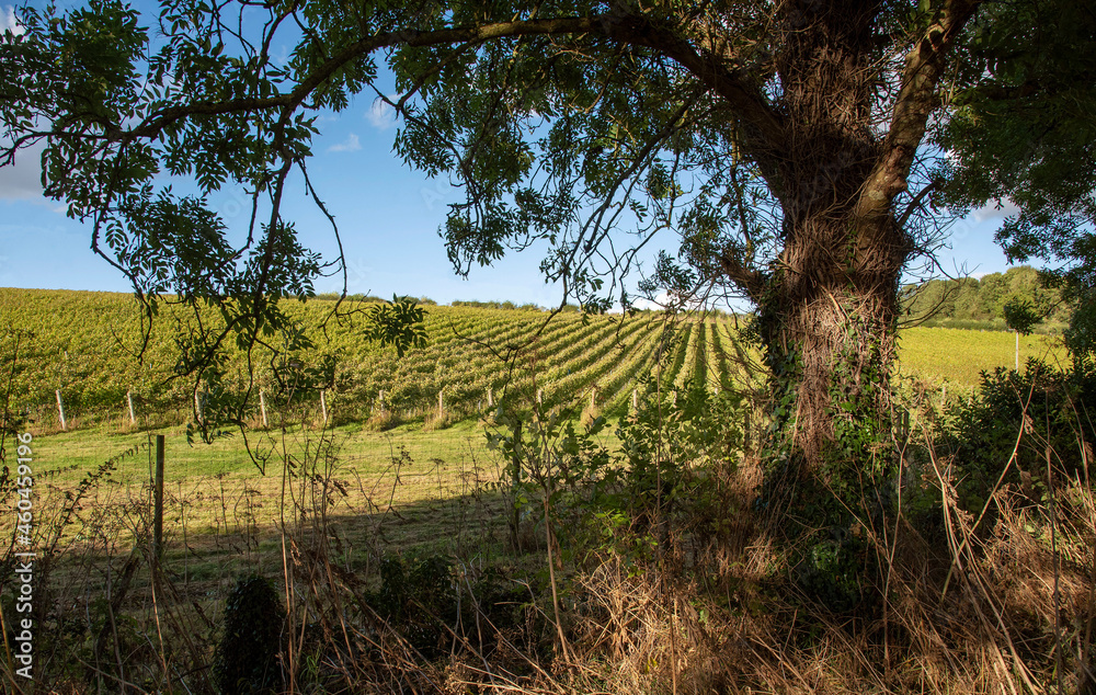 Naklejka premium Hampshire, England, UK. 2021. Vines growing on a south facing hillside in Hampshire, southern England, UK