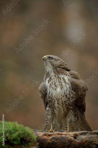 Common buzzard watching crows