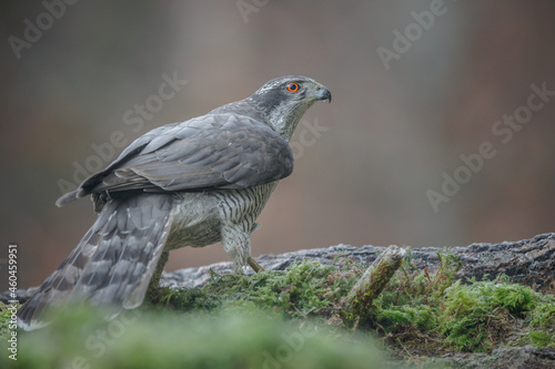 Goshawk on a frosty morning