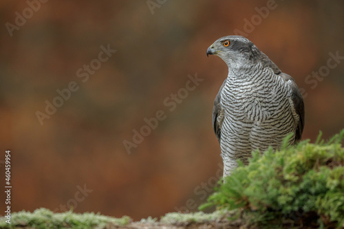 A northern goshawk stares thoughtfully