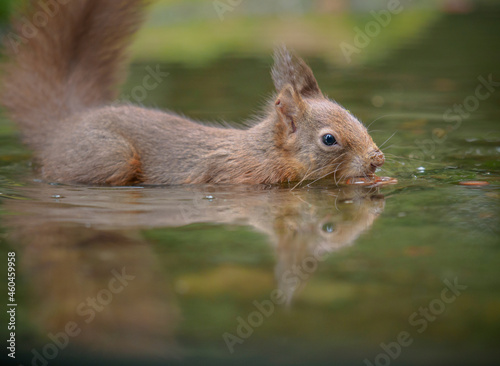 A red squirrel in water