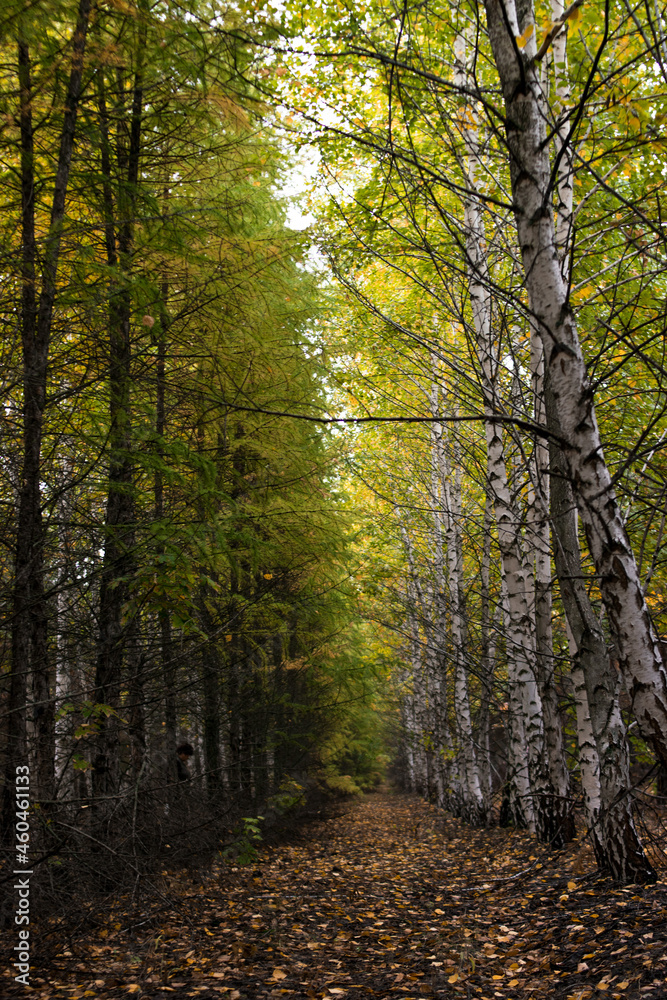 path in the forest
