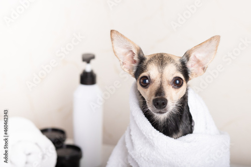 spa for dogs  a cute terrier puppy after a haircut and washing in the salon lies in a towel