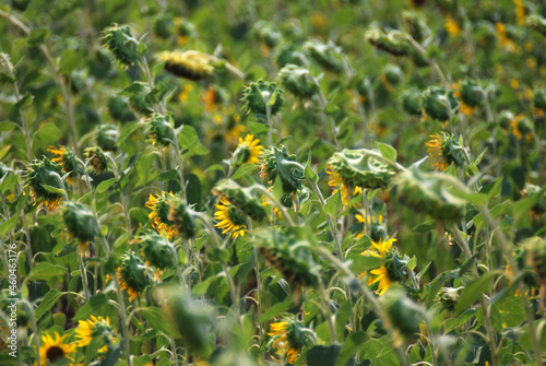 Landscape nature of dry out Sunflower at Khao Jeen Lae Sunflower garden Lopburi Thailand