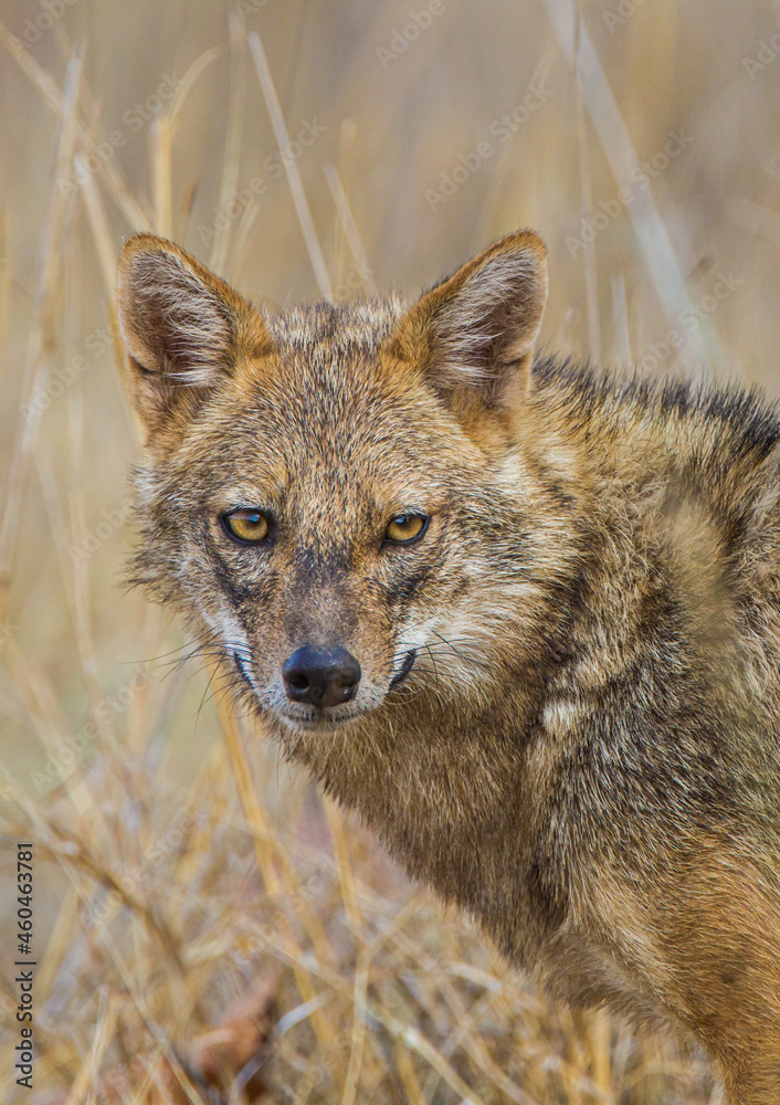 Fototapeta premium Golden jackal runs along a dirt road in Bandhavgarh, India