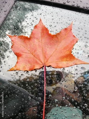  bright orange maple leaf on car window in raindrops. Autumnal background.Hello Autumn card