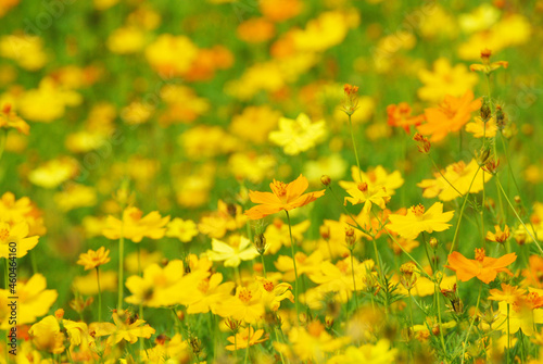 Natural scene of yellow Sulfur Cosmos flowers at cosmos field - background textures  - Floral backdrops in the garden © kittinit