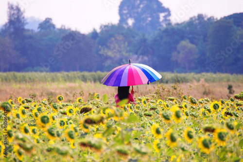 Landscape of Sunflower in the field and tourist girl with colorful umbrella at Khao Jeen Lae Sunflower Feild Lopburi Thailand