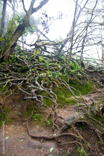 creepy roots of a tree