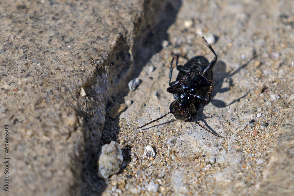 A black whiskered beetle lies on its back on a sunny summer day
