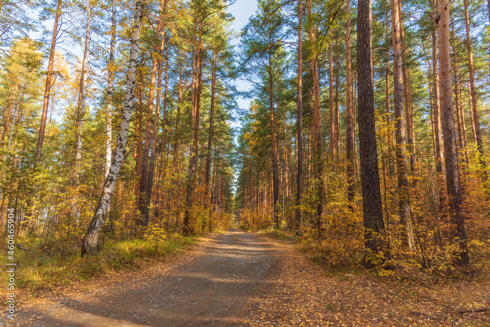 Dirt road through the autumn forest on a sunny day.