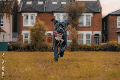 Funny action photo of a big running dog. Black cane corso, Italian Mastiff  happy dog  blurred autumn colour background 
