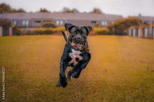 Funny action photo of a big running dog. Black cane corso, Italian Mastiff happy dog blurred autumn colour background 