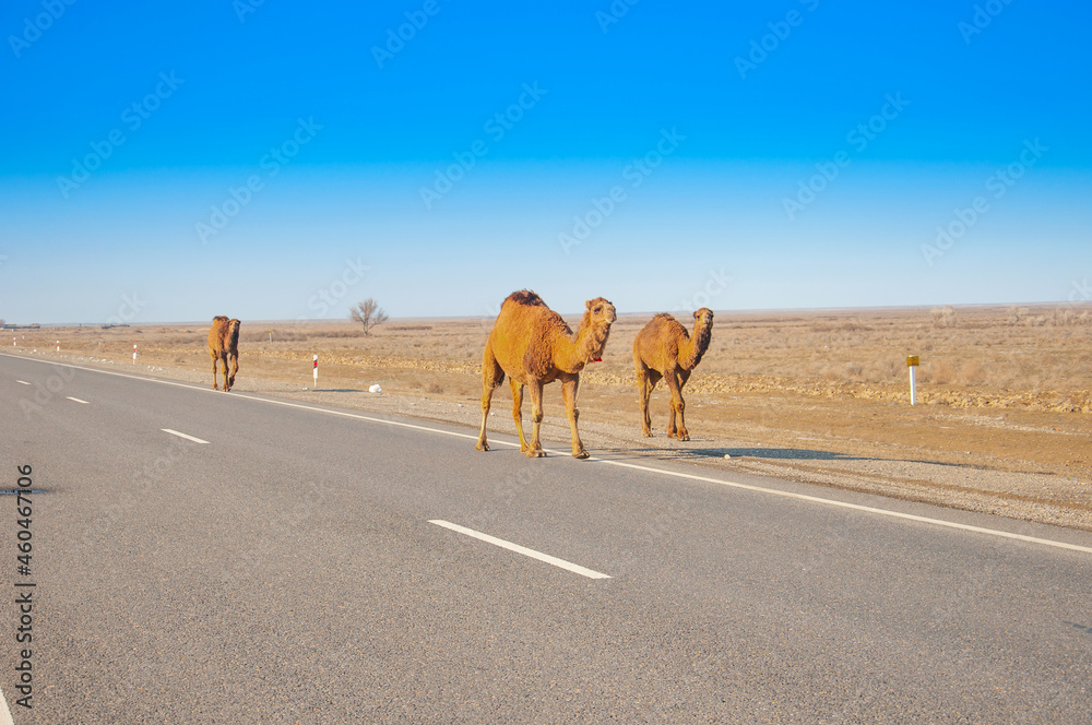 Camels are on the road heat, drought, United Arab Emirates
