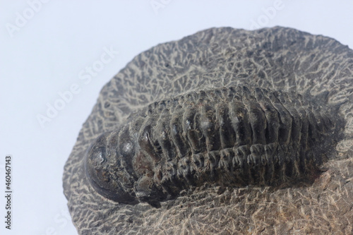 Fossil of prehistoric trilobite sea creature 