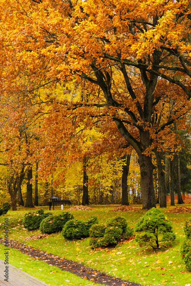 Naklejka premium Autumn park with colorful trees and bushes - yellow, red and green.