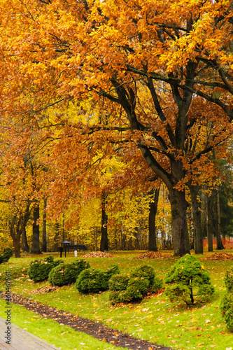 Autumn park with colorful trees and bushes - yellow, red and green.