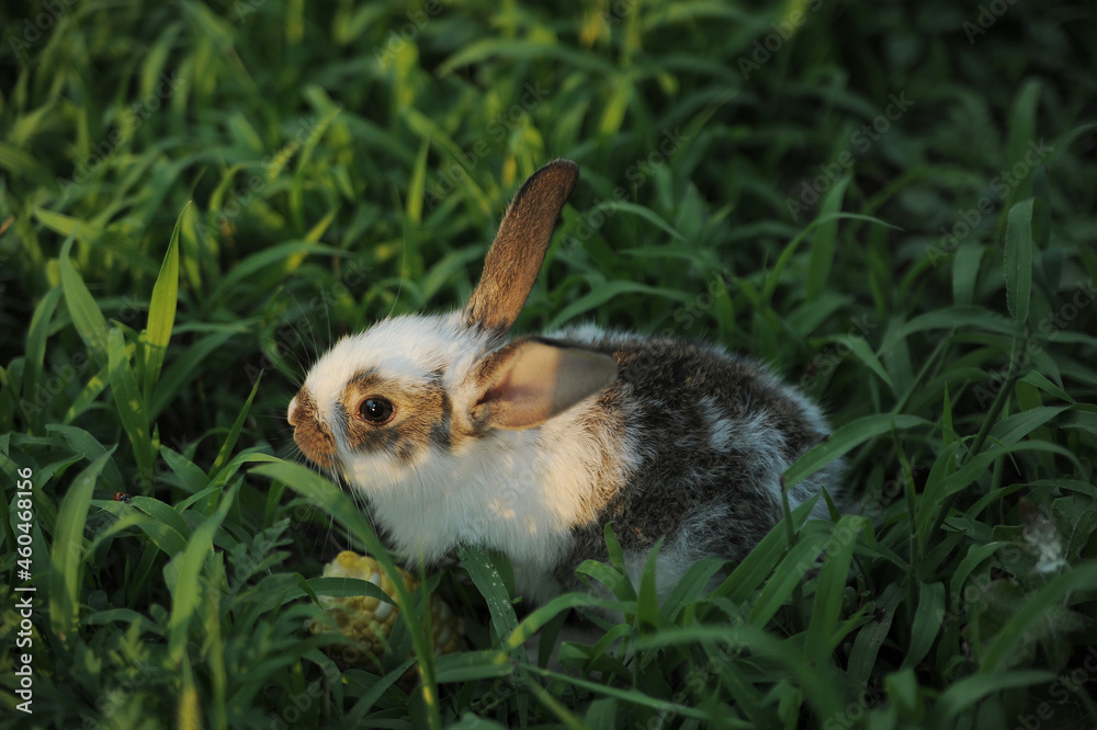 Fototapeta premium rabbit in the grass