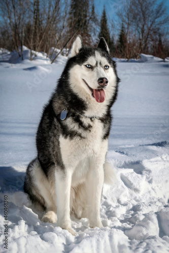 Adorable siberian husky dog breed in evening, in winter sunny forest