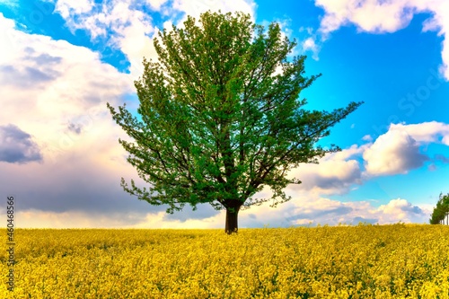 tree in field of yellow flowers