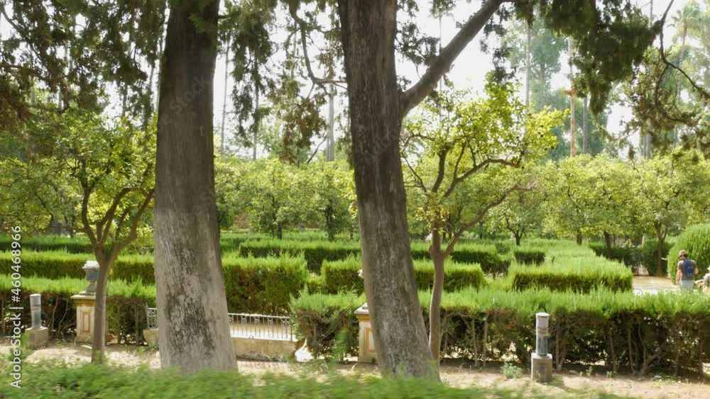 Green hedges, bushes and beautiful gardens with trees and fountains in the famous Alcazar (meaning: fortress) of Seville, Andalusia, Spain.
