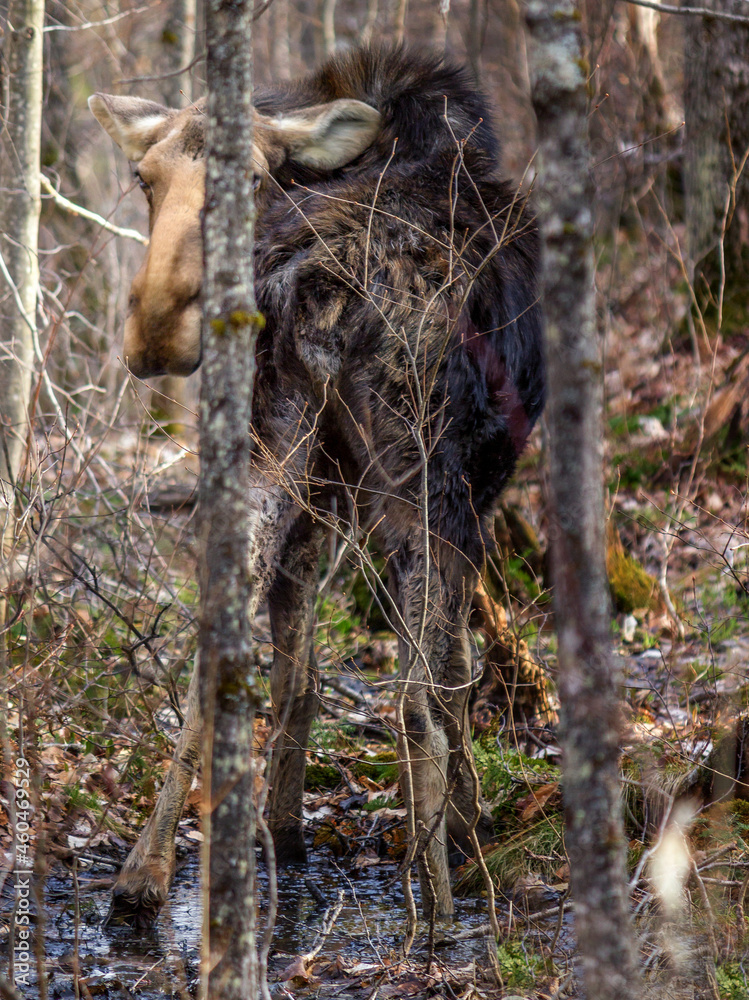 Fototapeta premium Wild Moose in the forest