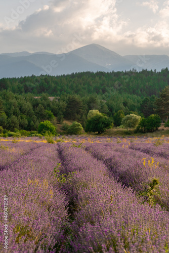 Stunning landscape with a lavender field in the foothills. © Irina