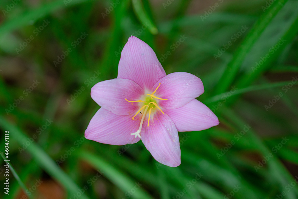 pink lily flower blooming on the lily plant in the spring
