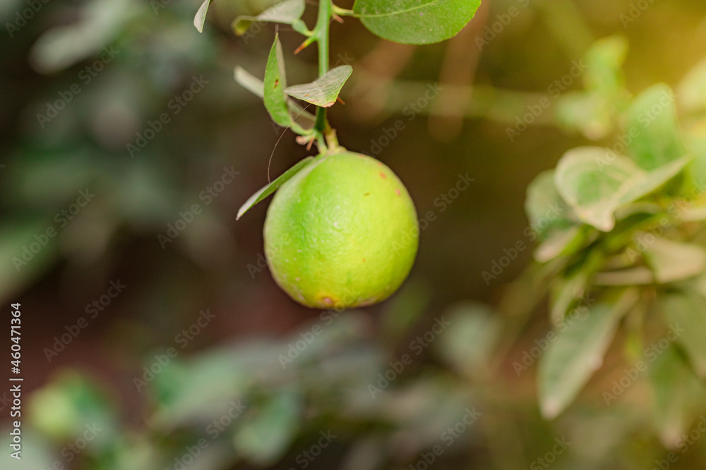 organic Thai hybrid variety ripe yellow lemon hanging on plant branch in the summer garden organic Thai hybrid variety ripe yellow lemon hanging on plant branch in the summer garden