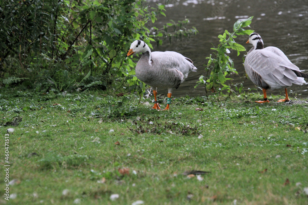A close up of a Bar Headed Goose A close up of a Bar Headed Goose