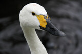 A close up of some Bewick Swans