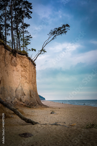 Pine trees growing on the top of a sand cliff. Swietouscie, Baltic Sea Poland. Empty beach, cloudy day after season. 