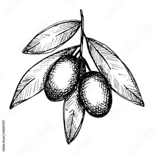 Vector sketch of olive branch. Hand drawn outline icon. Eco food illustration isolated on white background. For print, web, design, decor, logo.