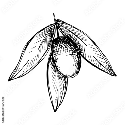 Vector sketch of olive branch. Hand drawn outline icon. Eco food illustration isolated on white background. For print, web, design, decor, logo.