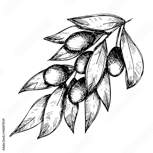 Vector sketch of olive branch. Hand drawn outline icon. Eco food illustration isolated on white background. For print, web, design, decor, logo.