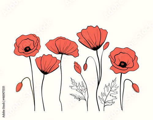 Hand drawn poppies red flowers