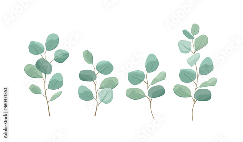Silver dollar eucalyptus. Greenery vector illustration