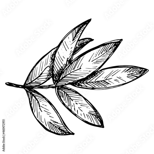 Vector sketch of olive branch. Hand drawn outline icon. Eco food illustration isolated on white background. For print, web, design, decor, logo.