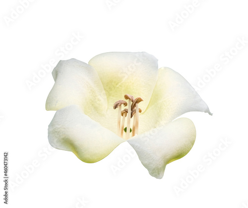 Top view fresh perfume flower tree or trai tichlan white blooming. Isolated on white background with clipping path.