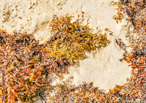 Red seaweed sargazo texture at beach Playa del Carmen Mexico.