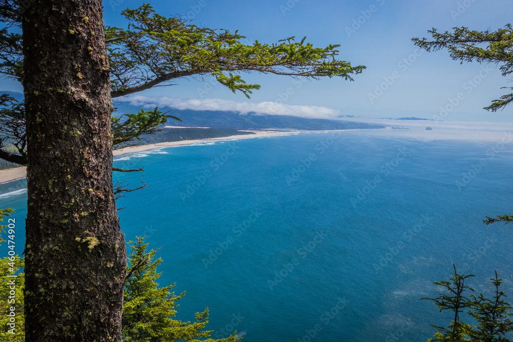 View on beautiful beach and blue sea. Huge spruce. Cape lookout trail, Oregon, USA